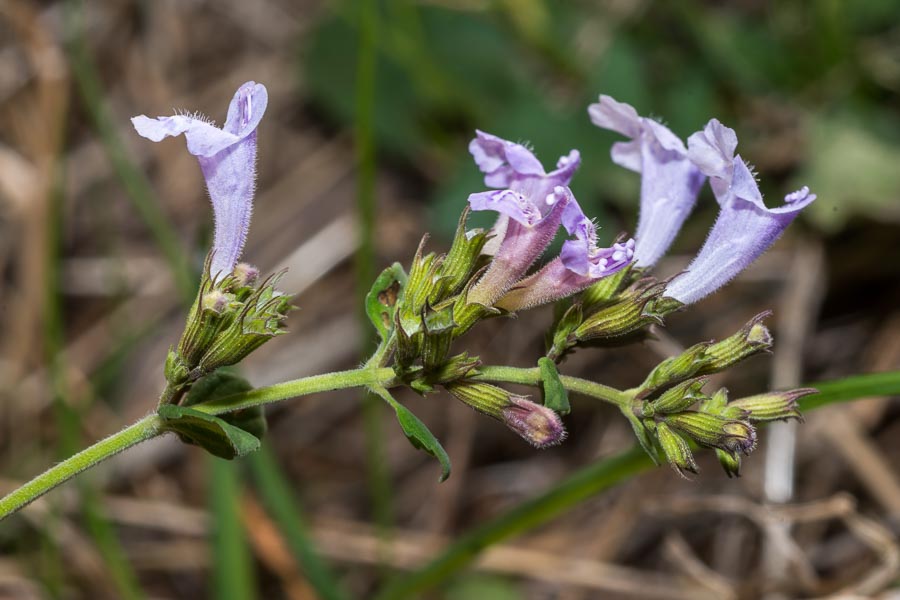 Clinopodium (=Calamintha) nepeta / Mentuccia comune, Nepitella